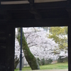 名島門と桜