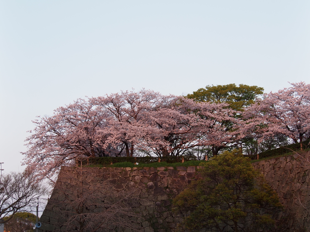 桜と城壁