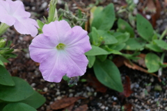 flower 5