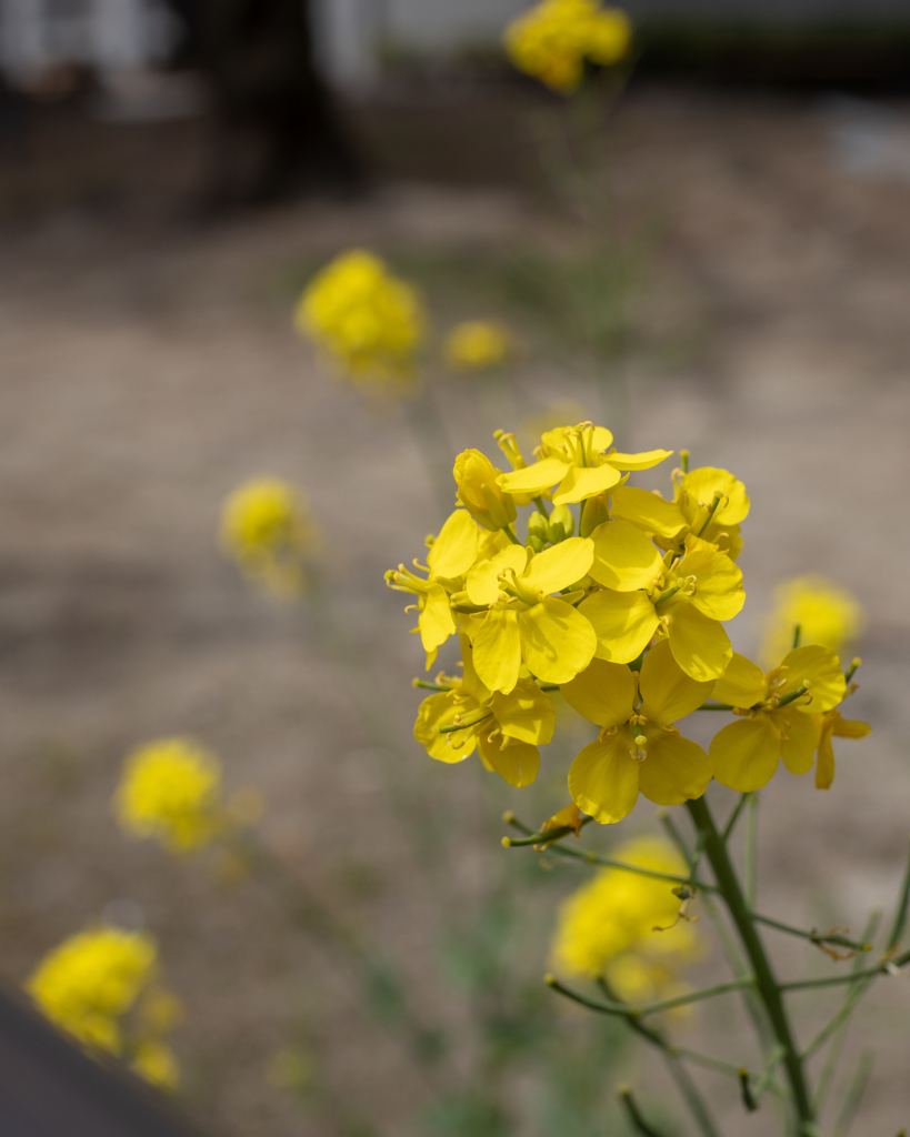 菜の花