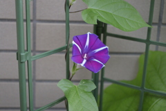 紫朝顔