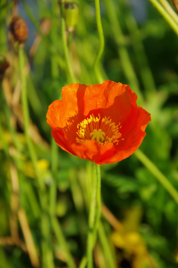 オレンジフラワー