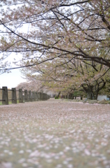 道と散る桜