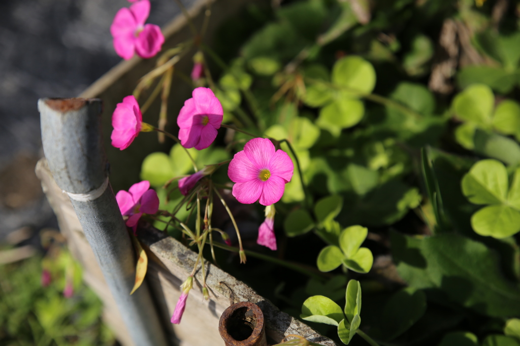 畑に咲いてた花