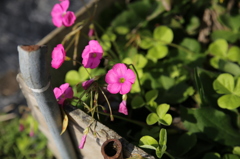 畑に咲いてた花