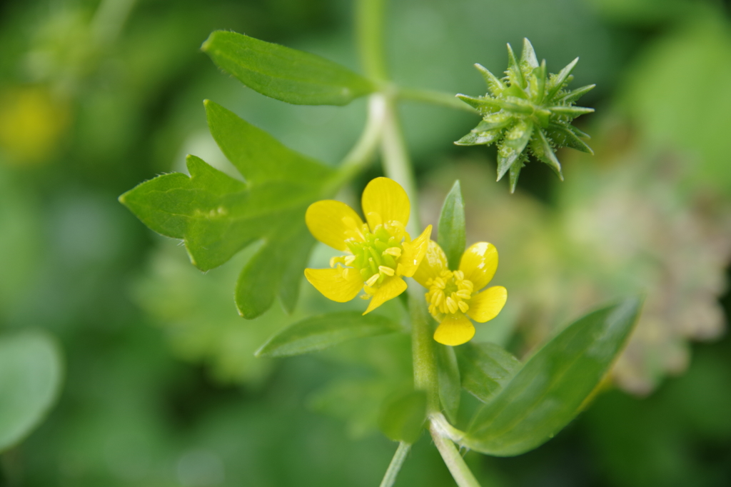 野花２　（camera test）