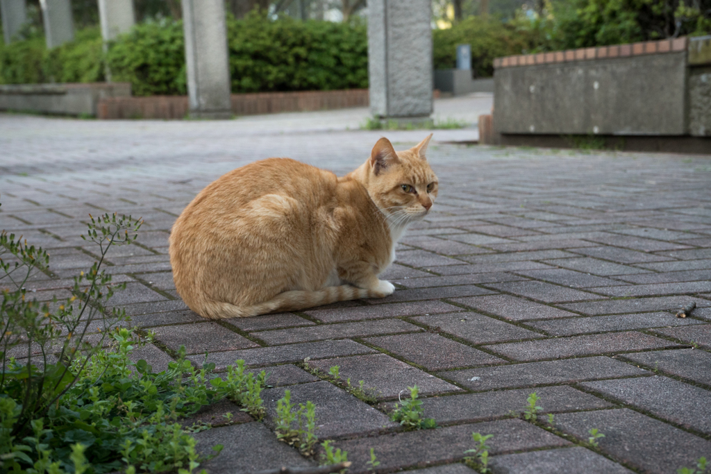 のら猫