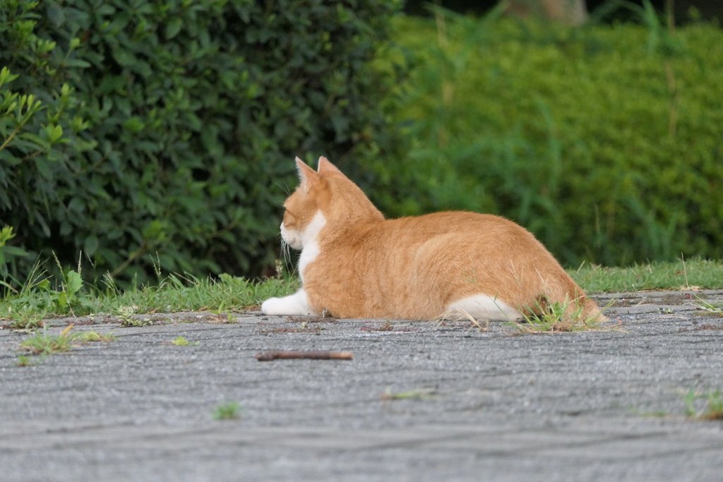 うとうと