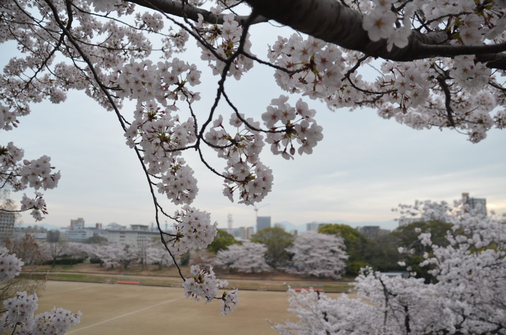 陸上トラックと桜