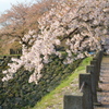 桜と城壁