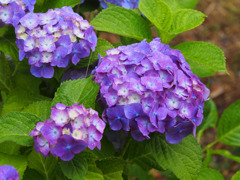 紫陽花（2）