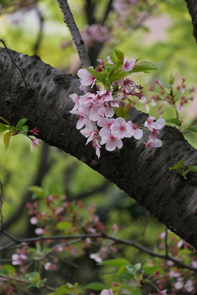 桜