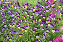 花（２）