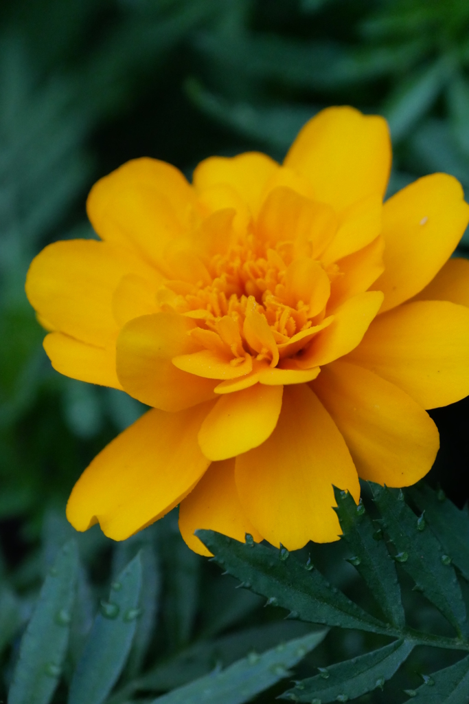 flower 2