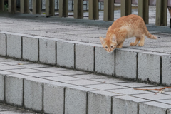 行こうかな♪