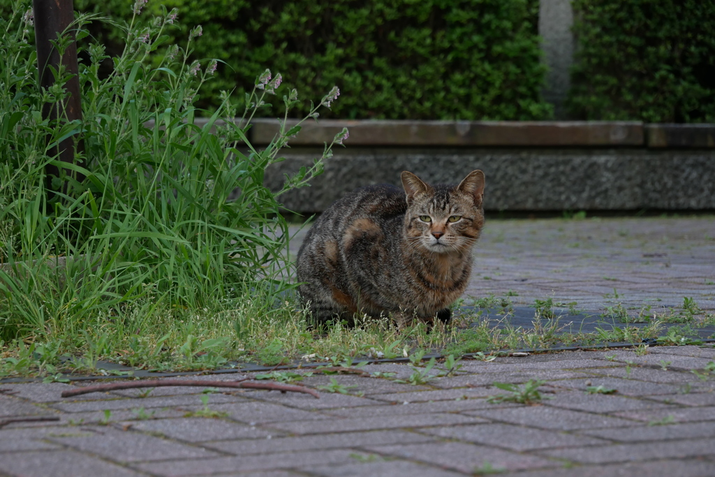 ねぼけ猫