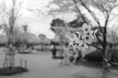 モノトーンの桜