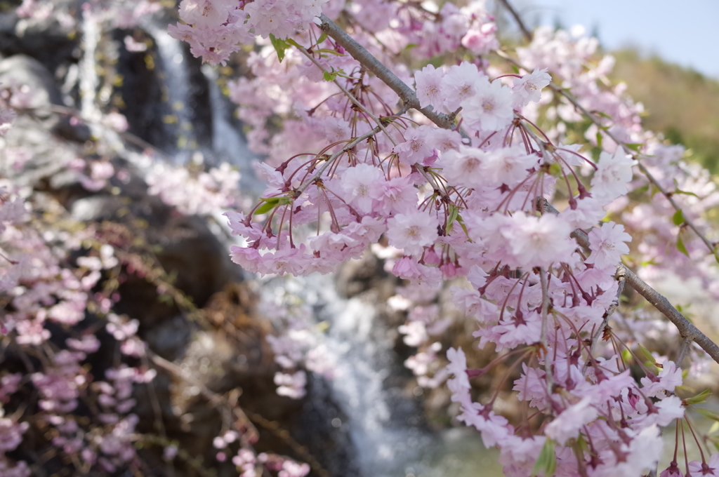 滝　＆　桜
