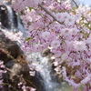 滝　＆　桜