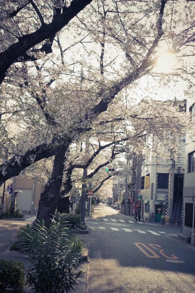 哀愁漂う桜並木
