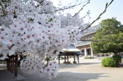 静寂な空気と満開の桜