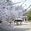 静寂な空気と満開の桜