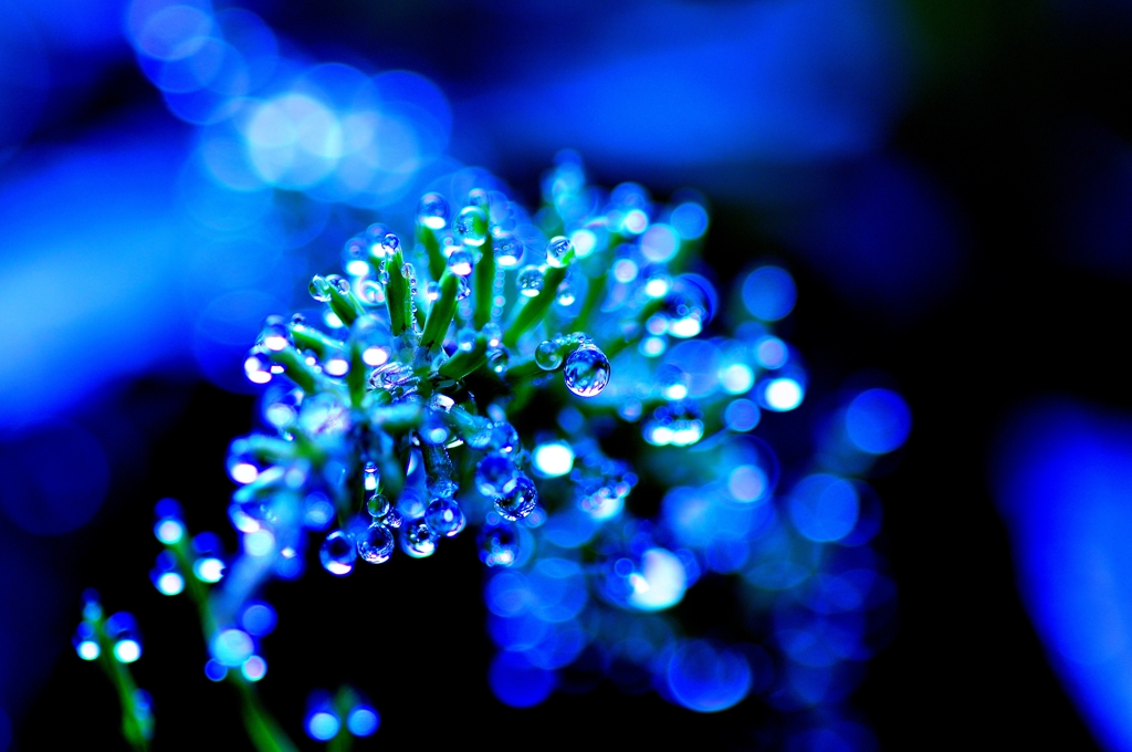 morning dew