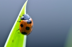 Ladybug Ⅴ