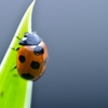 Ladybug Ⅴ