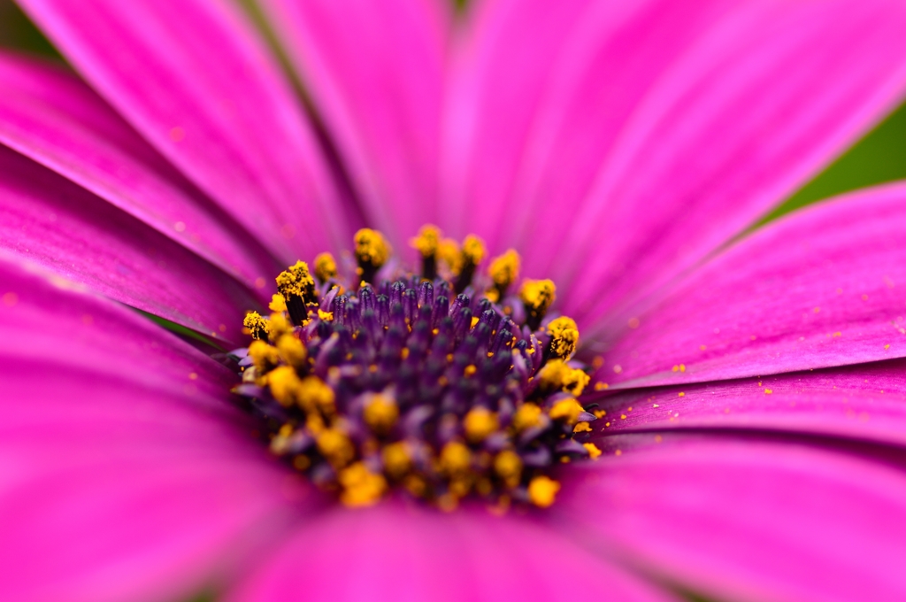African daisyⅣ