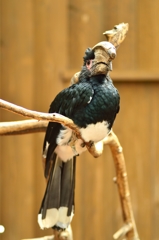 Silvery-cheeked Hornbill