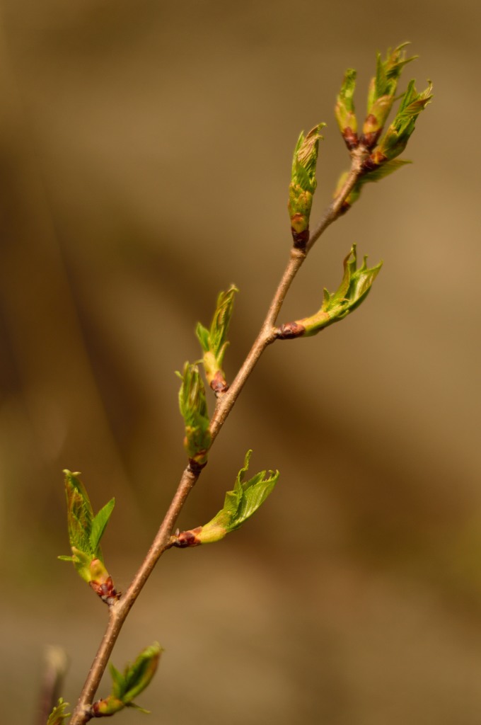 桜の葉