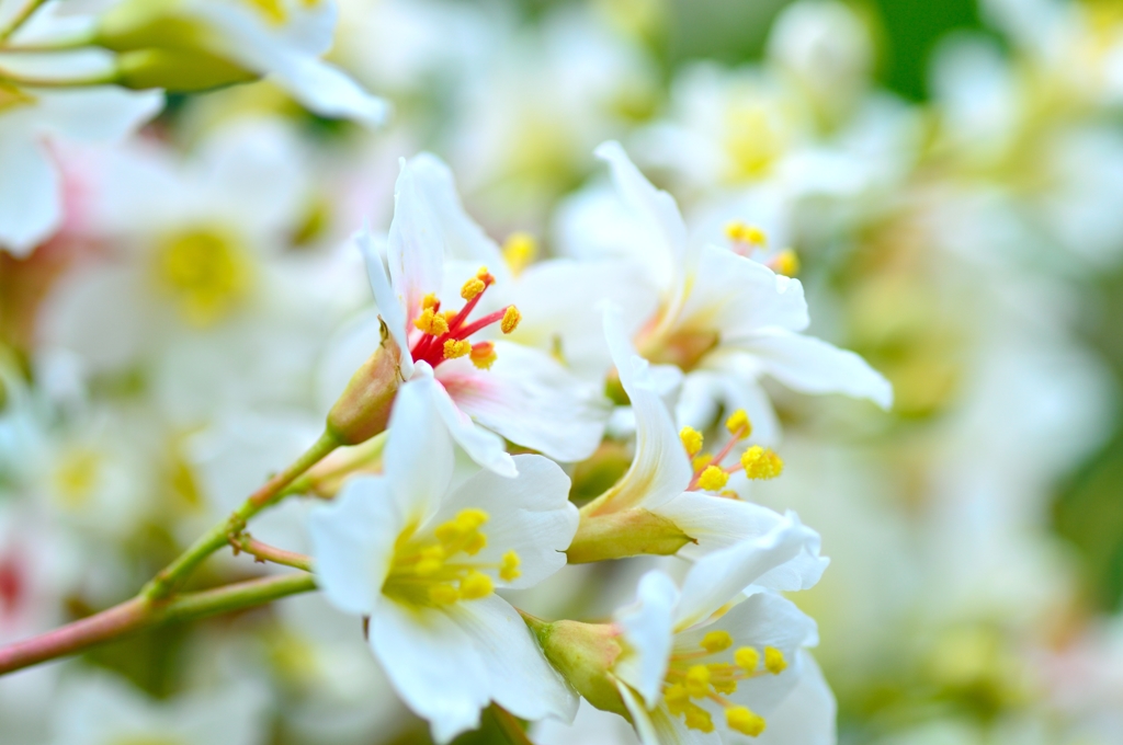 White flowers Ⅱ