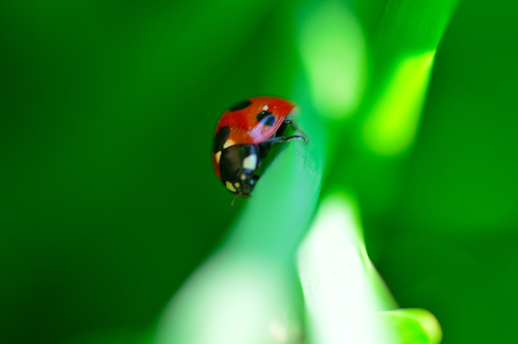 Ladybug