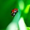 Ladybug