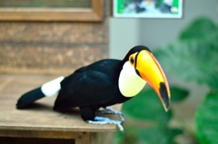 Toco Toucan