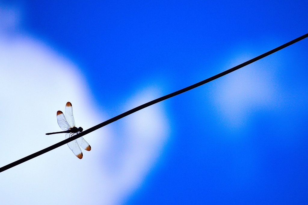 Dragonfly