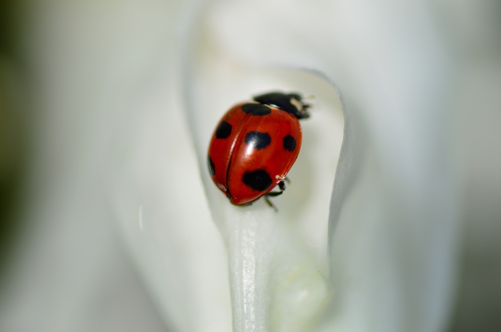 Ladybug