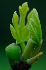 Baby figs