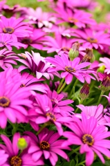 African daisyⅠ