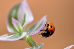 Ladybug