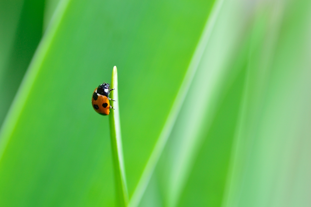 Ladybug Ⅱ