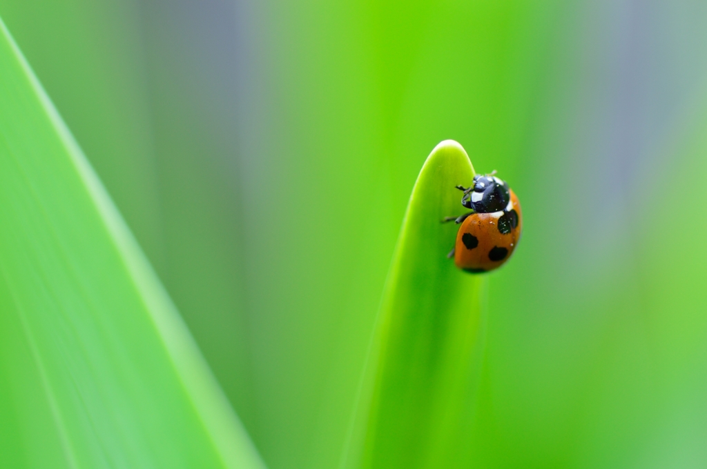 Ladybug Ⅰ