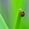 Ladybug Ⅰ