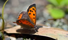 Butterfly with dead leaves