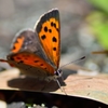 Butterfly with dead leaves