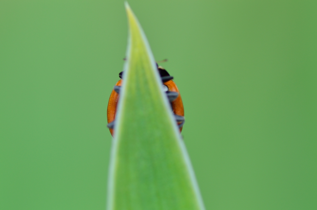 Ladybug Ⅳ