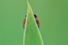 Ladybug Ⅳ