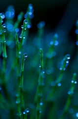 Forest field horsetail