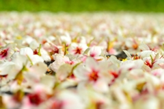 Carpet of white flowers